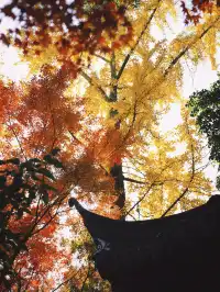 11.28上海賞楓天花板調色盤美哭