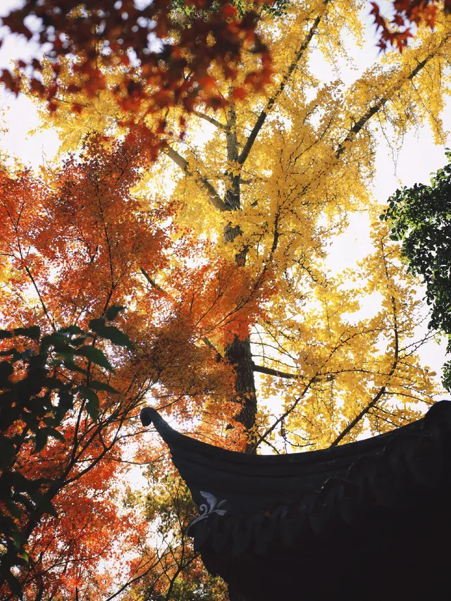 11.28上海賞楓天花板調色盤美哭 11.28上海賞楓天花板調色盤美哭