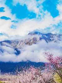 西藏林芝深度遊:邂逅雪山桃花與森林的浪漫