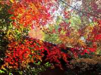 南京紅山森林動物園