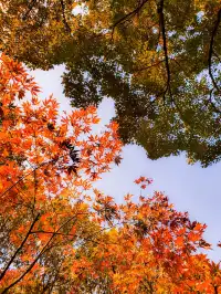 11.27實拍!和平公園的秋天比濾鏡還絕!