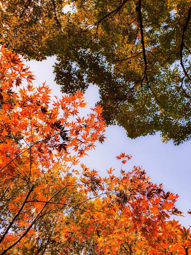 11.27實拍!和平公園的秋天比濾鏡還絕! 11.27實拍!和平公園的秋天比濾鏡還絕!
