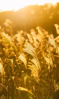 上海這裡的水杉林已到最佳觀賞期