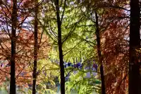 落羽杉紅了,你會來明孝陵燕雀湖看嗎?