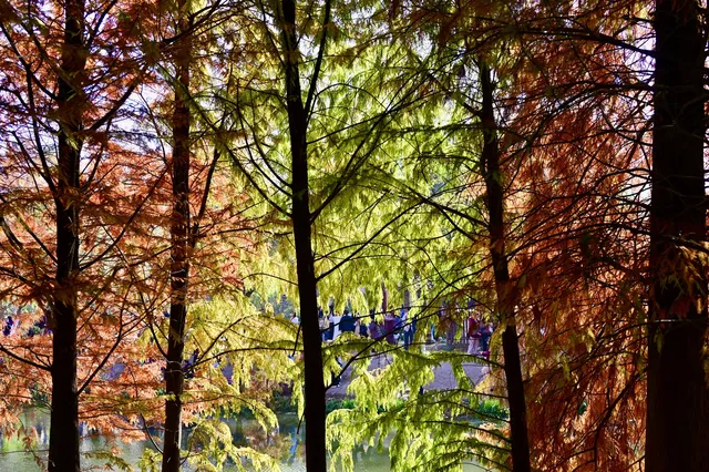 落羽杉紅了,你會來明孝陵燕雀湖看嗎? 落羽杉紅了,你會來明孝陵燕雀湖看嗎?