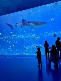 在漫天煙花下坐旋轉木馬，五天四晚玩不夠！