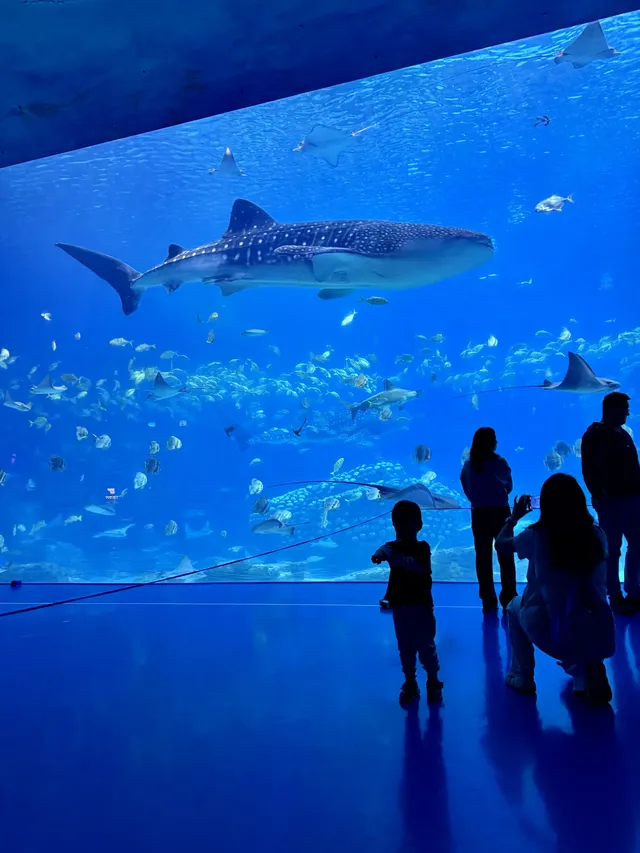 在漫天煙花下坐旋轉木馬，五天四晚玩不夠！