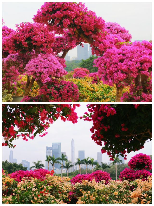 這裡風景獨好 這裡風景獨好