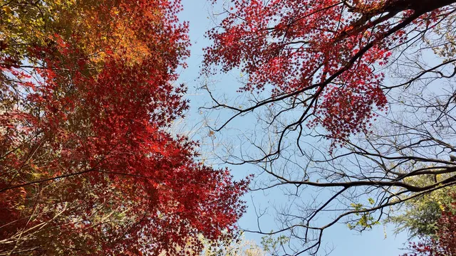 上海出發 帶娃賞秋棲霞山