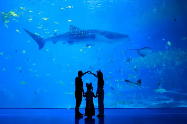 珠海長隆199跟拍｜性價比封神！