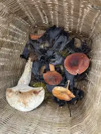 國慶昆明-普洱-景邁山自由行攻略