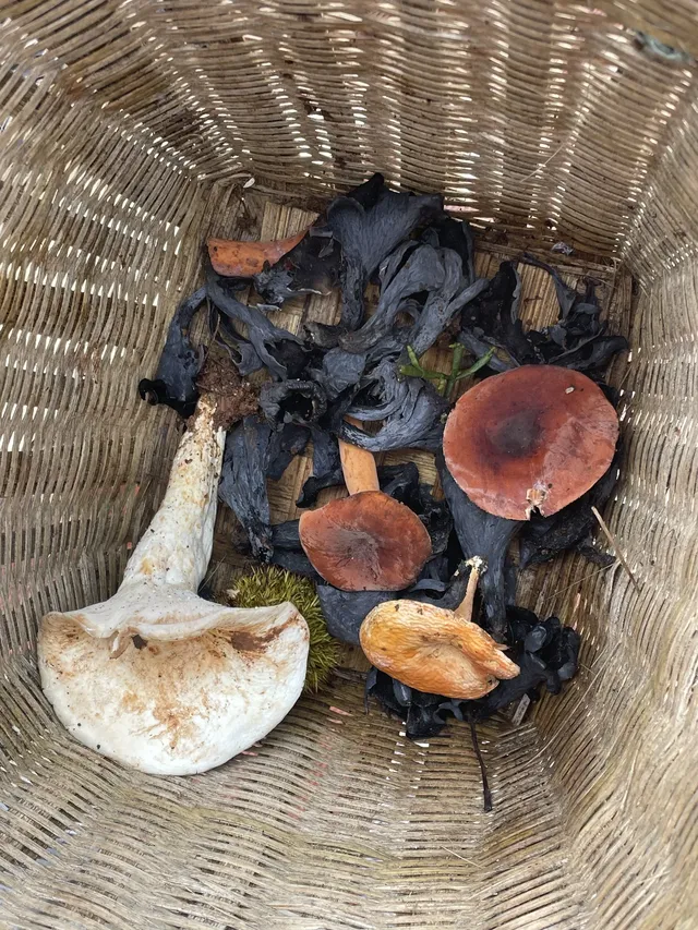 國慶昆明-普洱-景邁山自由行攻略