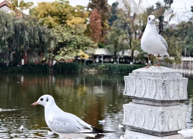 翠湖公園的海鷗全體出動！現在流行"爬樹"了🌳