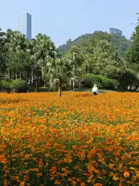 深圳羅湖市區浪漫黃色花海|東湖公園黃秋英