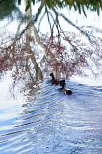 上海魯迅公園｜秋日限定！紅葉與暖陽的絕美約會地