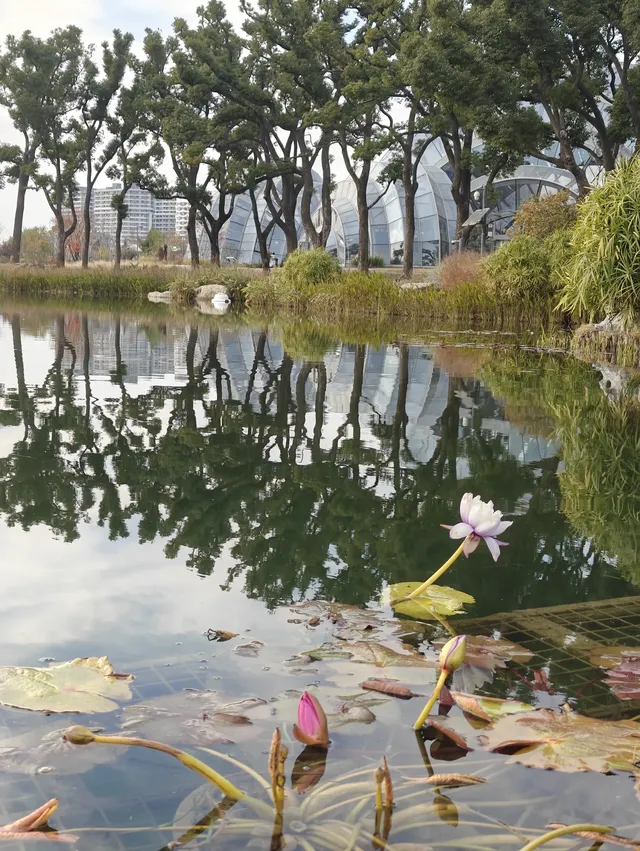 上海植物園一日遊 上海植物園一日遊
