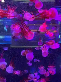 沉浸式墜入深海星穹，治癒與出片雙滿分～