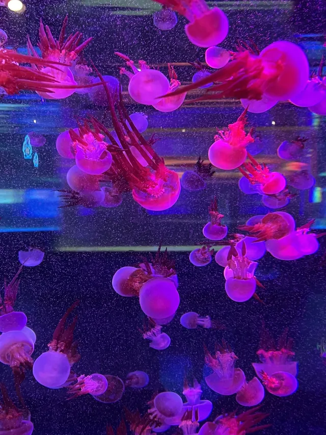 沉浸式墜入深海星穹，治癒與出片雙滿分～