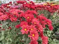 2025深圳大鵬菊花展