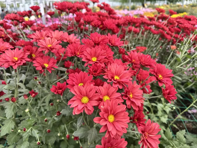 2025深圳大鵬菊花展 2025深圳大鵬菊花展