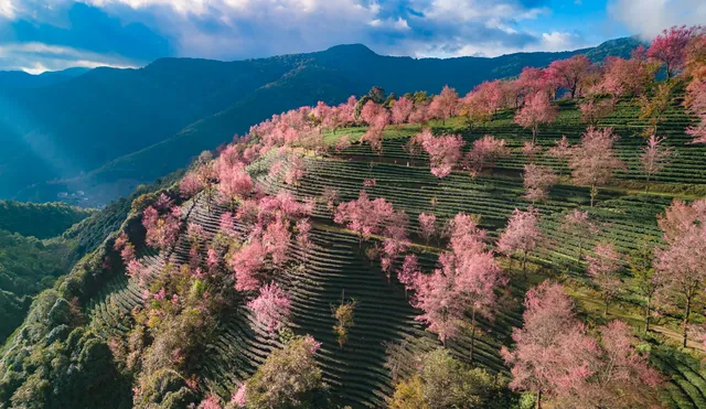 無量山櫻花谷旅拍,餘位有限,預約從速! 無量山櫻花谷旅拍,餘位有限,預約從速!