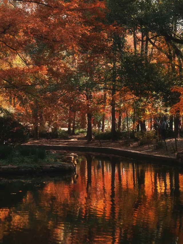 12.6共青森林公園橙黃橘綠時(附路線) 12.6共青森林公園橙黃橘綠時(附路線)