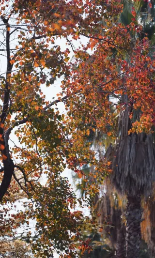Xiamen | The "Little Red Heart" Hidden in the Chinese Tallow Tree