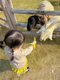 深圳寶藏親子牧場餵鹿撸兔遛娃絕了!