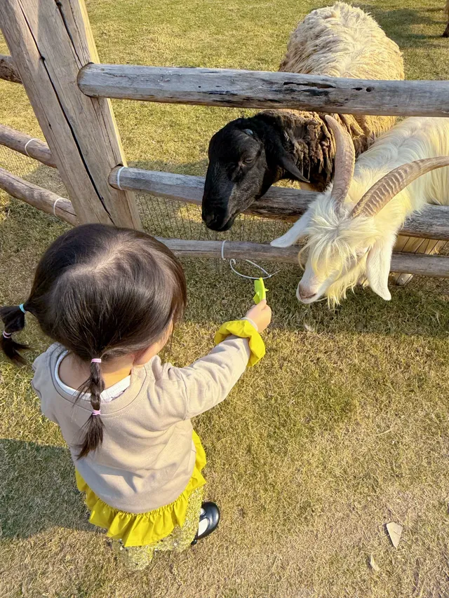 深圳寶藏親子牧場餵鹿撸兔遛娃絕了! 深圳寶藏親子牧場餵鹿撸兔遛娃絕了!