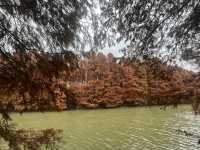 藏在上海的仙蹤之境!海灣國家森林公園美成童話世界