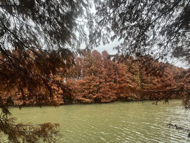 藏在上海的仙蹤之境!海灣國家森林公園美成童話世界 藏在上海的仙蹤之境!海灣國家森林公園美成童話世界