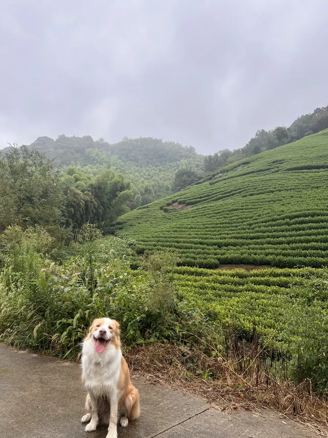 在莫干山見到了頂級的寵物友好 在莫干山見到了頂級的寵物友好