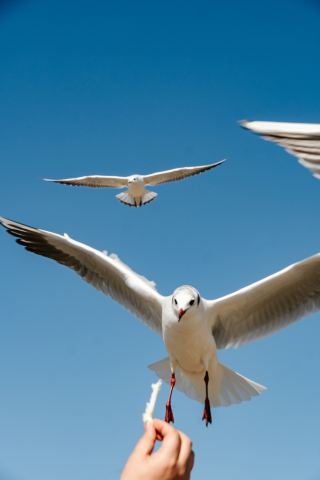 Weining Caohai | Embark on a 3,000-Kilometer Migratory Winter Romance