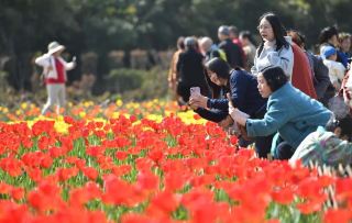 Hunan Flower Viewing Season Fully Begins