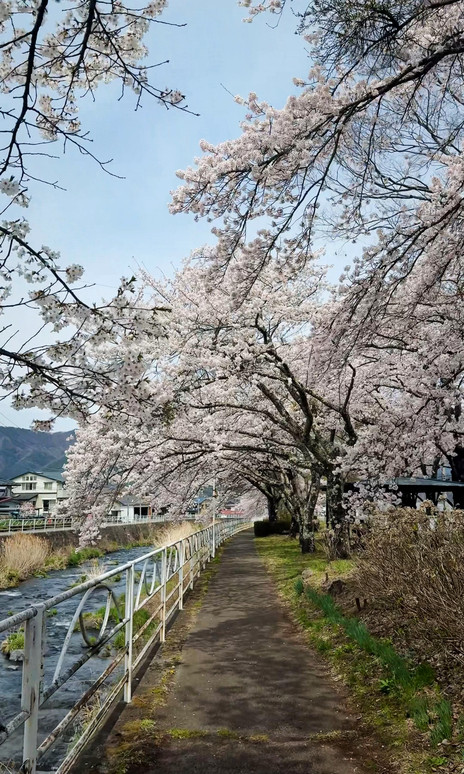 4月9日ライブ 富士山河口湖の桜が満開に〜撮影スポット付き | Trip.com