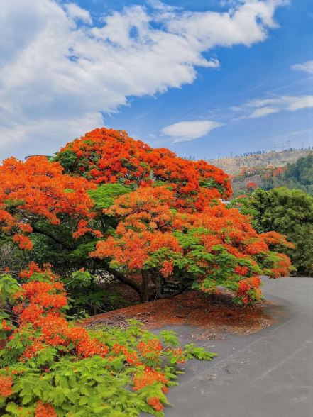 Must-Visit for May Day! Panzhihua's Phoenix Flowers Turn the City