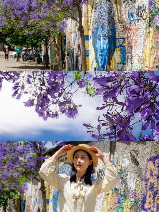 Early summer in Buenos Aires is the purple romance of jacaranda trees