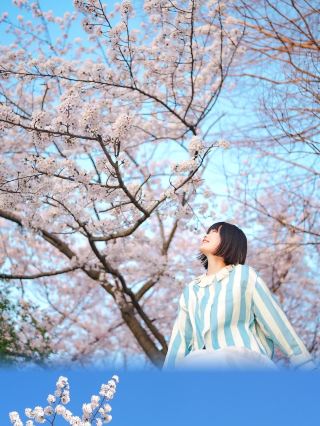 Qingdao cherry blossom season arrives early! The pink cherry blossoms in Century Park are breathtaking