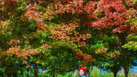 Beijing Yamenkou | Discover the first touch of red maples in late autumn 🍁 — traveler post in Beijing