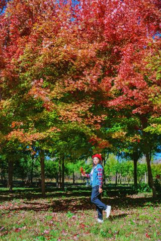 Beijing Yamenkou | Discover the first touch of red maples in late autumn 🍁