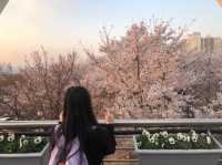 부산 벚꽃터널 삼락공원 낙동제방길🌸