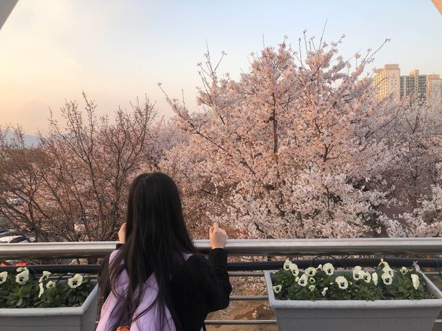 부산 벚꽃터널 삼락공원 낙동제방길🌸