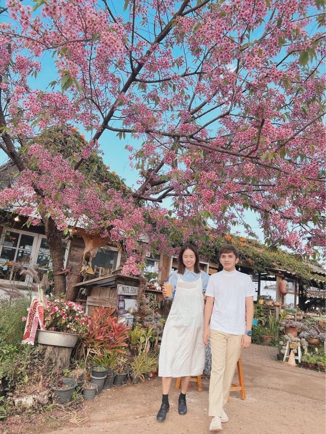 🌸โปโป ปิงปิง ร้านกาแฟสไตล์ญี่ปุ่นน่ารักๆ🌸