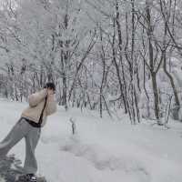 [제주도] 제주도 겨울 필수 여행지 ‘1100고지’
