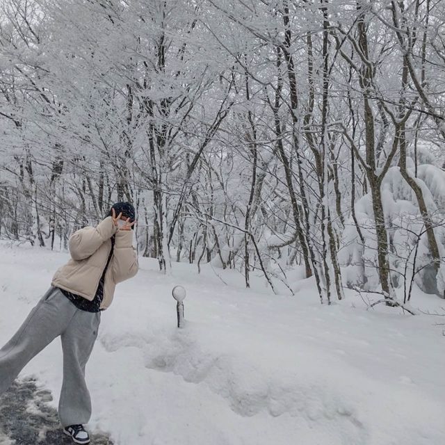 [제주도] 제주도 겨울 필수 여행지 ‘1100고지’