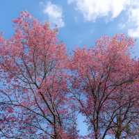#สะพานซากุระขุนวาง เชียงใหม่ ไทยแลนด์ 🌸