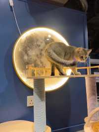 🐱再訪高質貓貓cafe