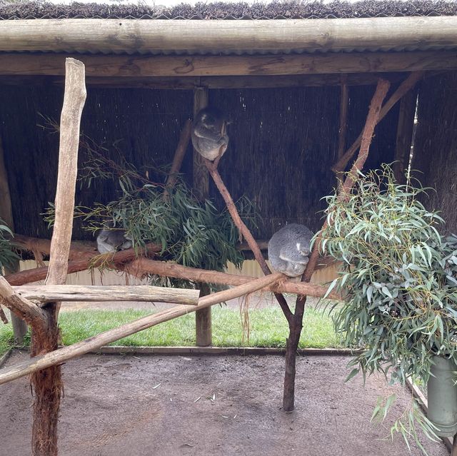 澳洲｜維多利亞州｜Ballarat 野生動物園