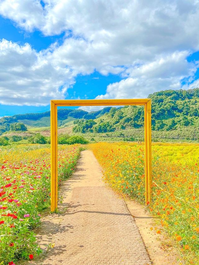 가을의 핫플레이스, 연천 댑싸리 공원💚