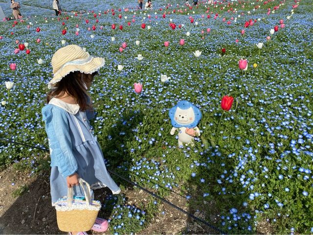 【大阪】春はネモフィラ畑に行こう！